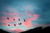 CB_Brand Image_Cloud Migration_Birds_1